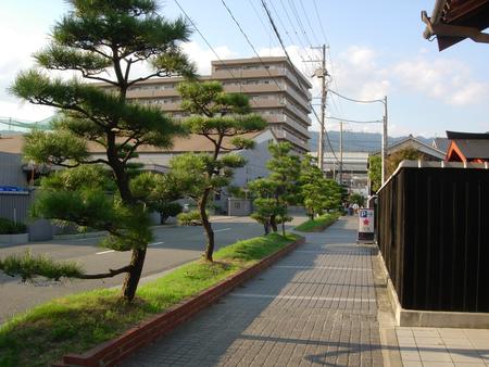 酒蔵の道（魚崎南町73号線）の街路樹