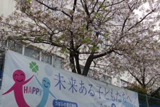 学校の桜の木の画像