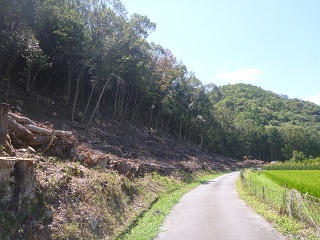 勝雄人家沿い整備後