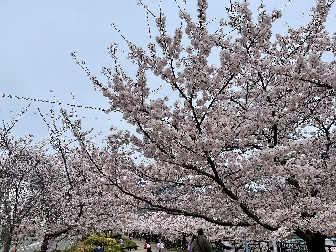 桜