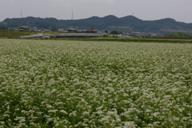 そば栽培風景